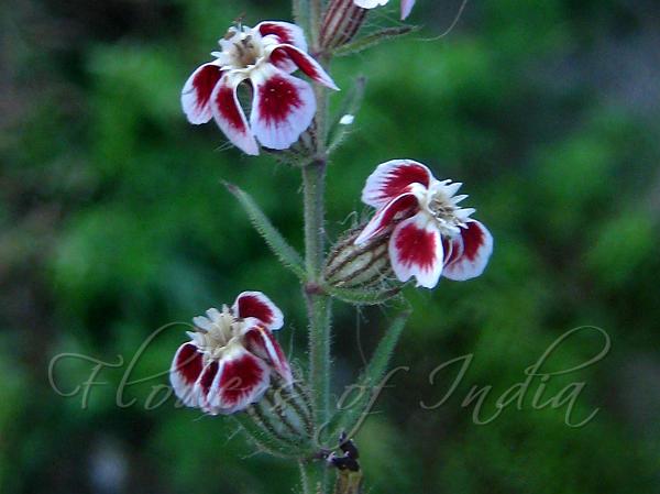 Five-Wounded Catchfly
